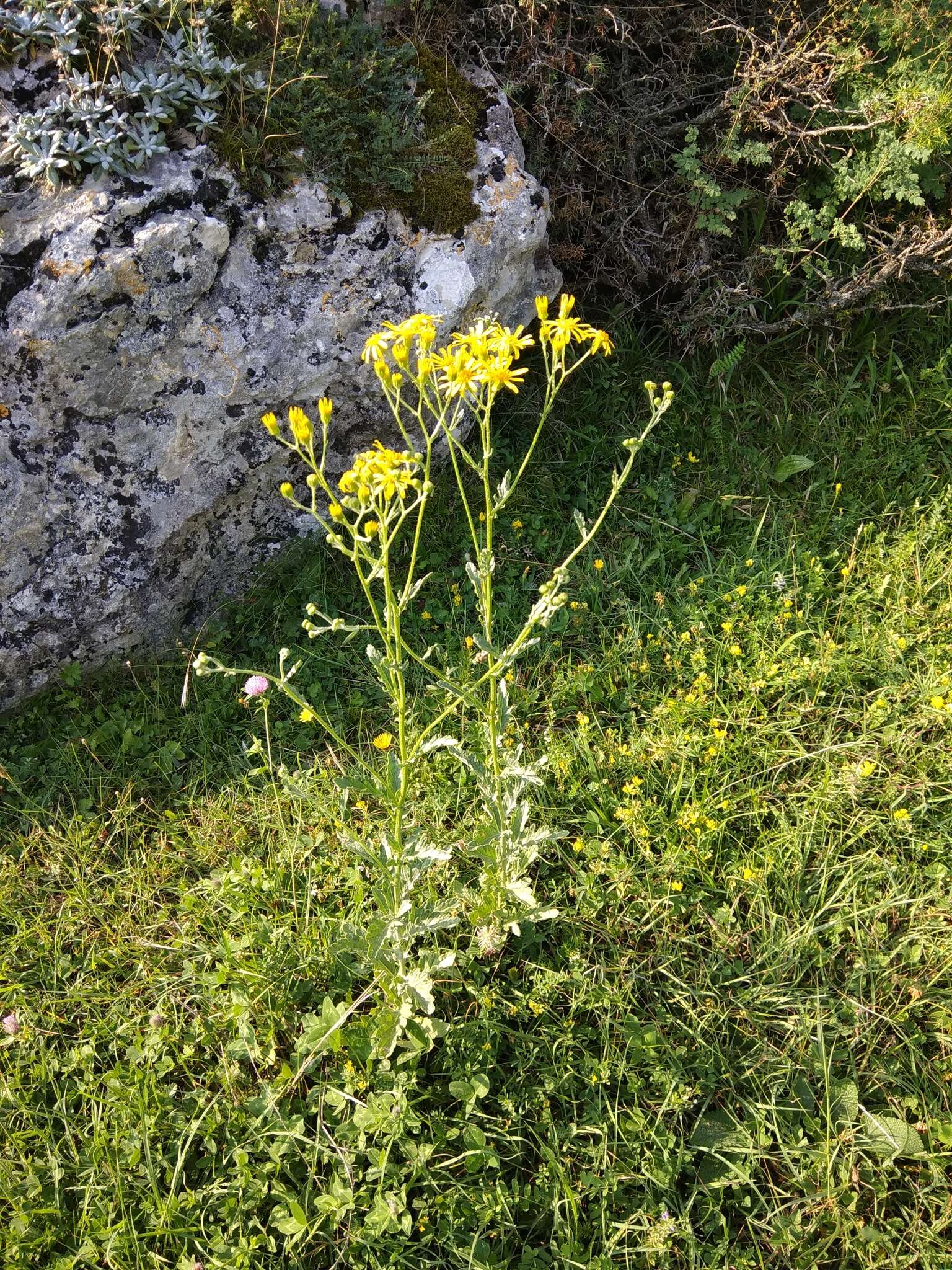 Jacobaea grandidentata (Ledeb.) Vasjukov的圖片