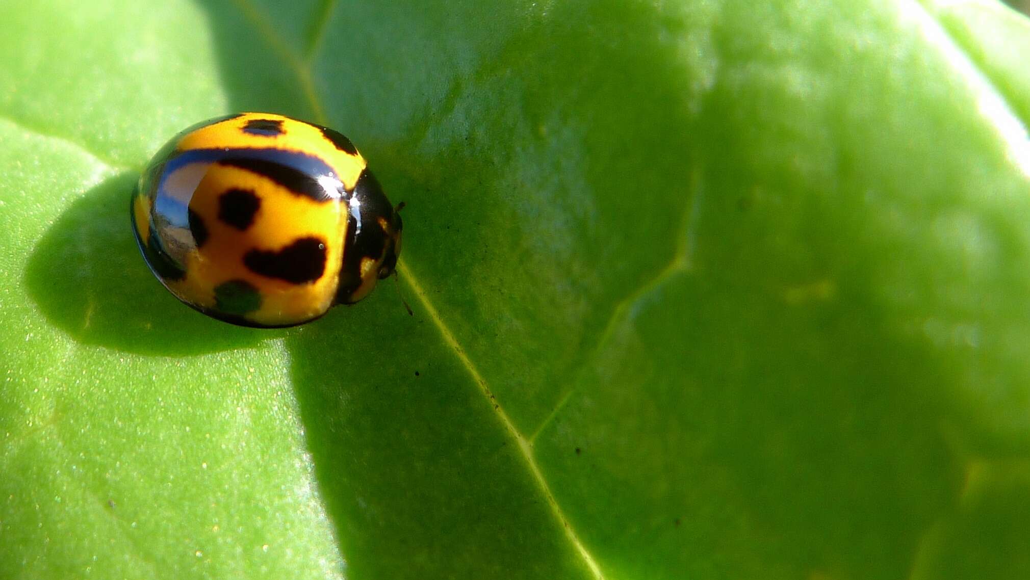 Imagem de Scaevola calendulacea (Kenn.) Druce