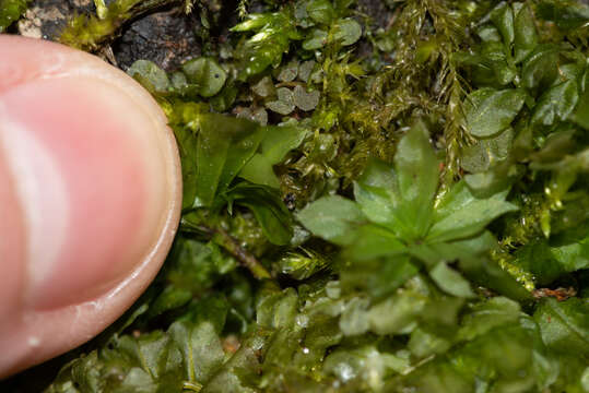 Image of rose rhodobryum moss