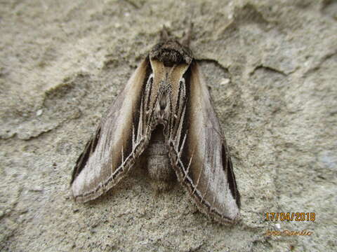 Image of Greater Swallow Prominent