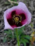 Imagem de Papaver setigerum DC.