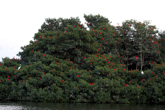 Image of Scarlet Ibis