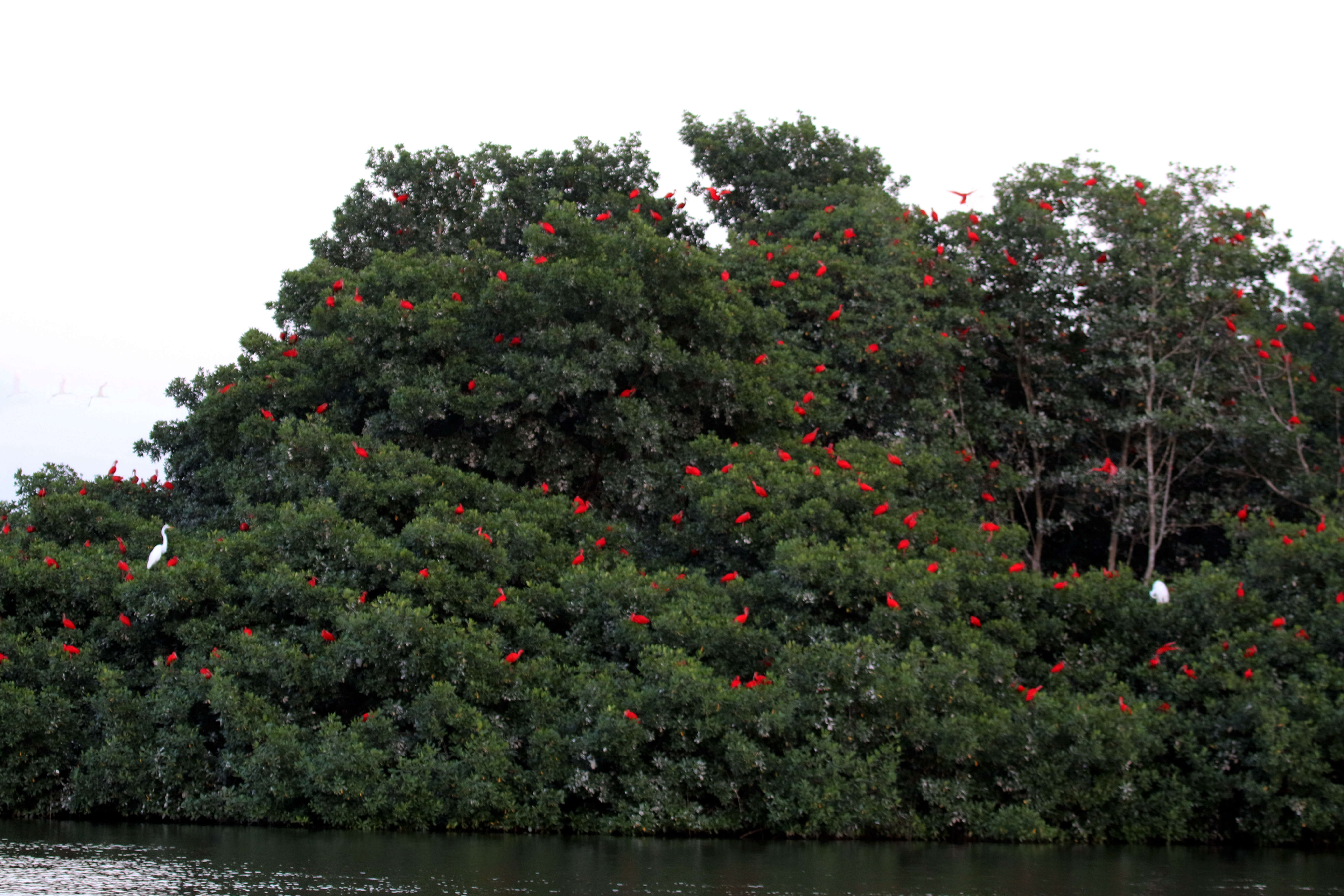 Image of Scarlet Ibis