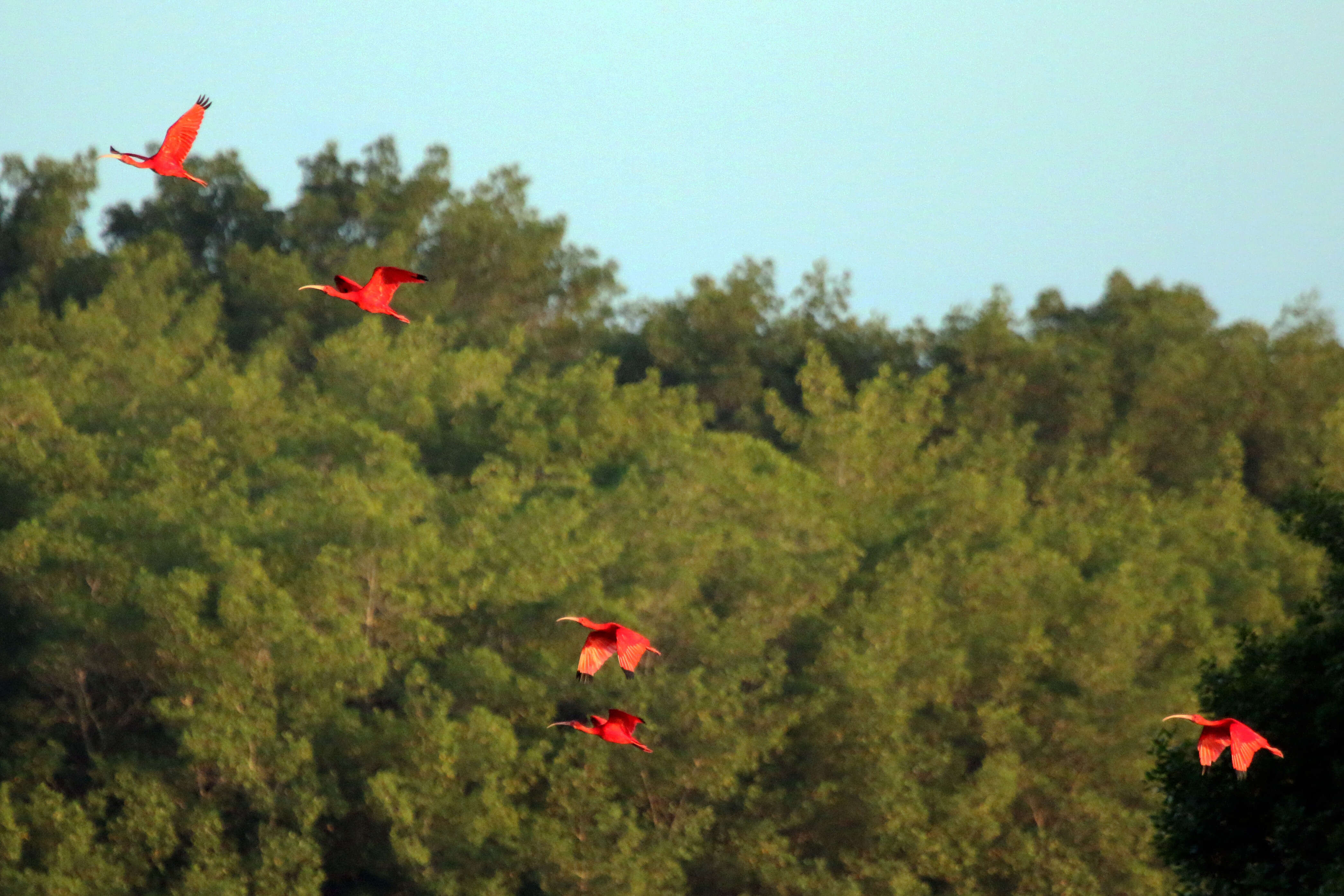 Image of Scarlet Ibis