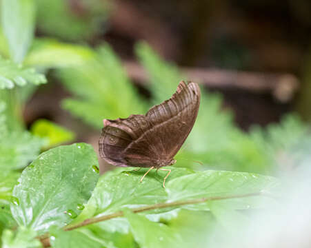 Image of Coelites epiminthia Westwood (1851)