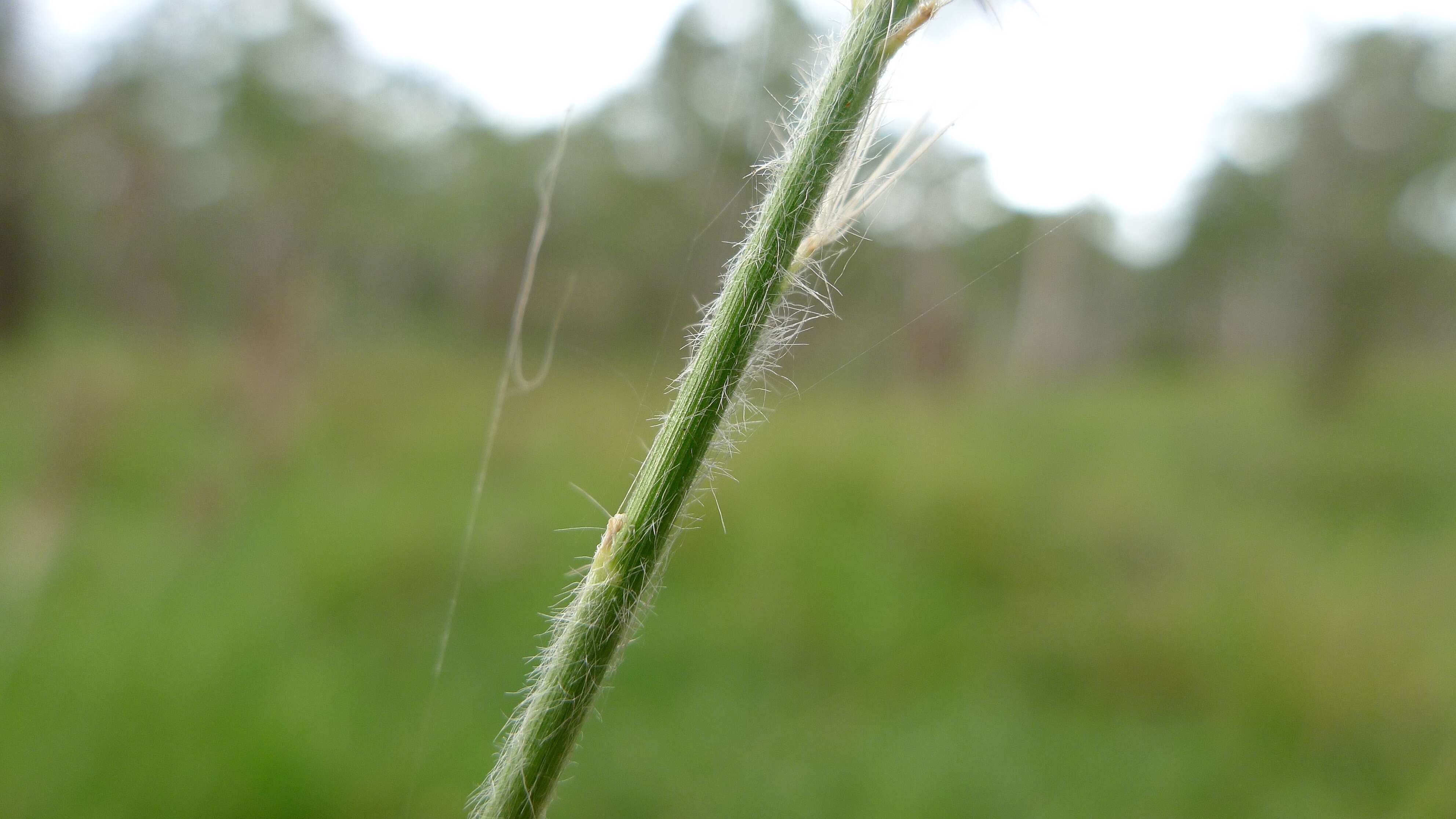 Imagem de Pennisetum alopecuroides