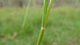 Imagem de Pennisetum alopecuroides