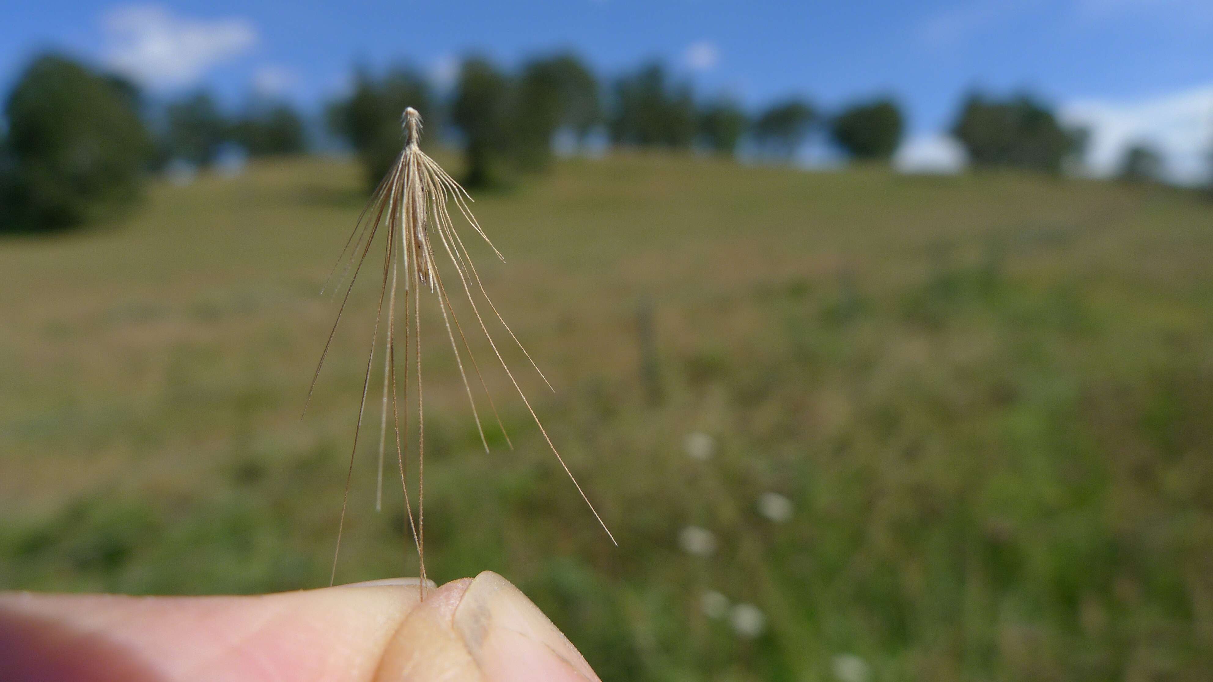 Imagem de Pennisetum alopecuroides