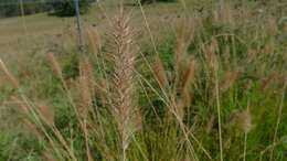 Imagem de Pennisetum alopecuroides