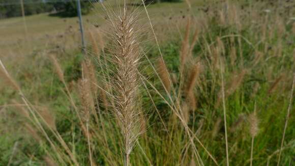 Imagem de Pennisetum alopecuroides