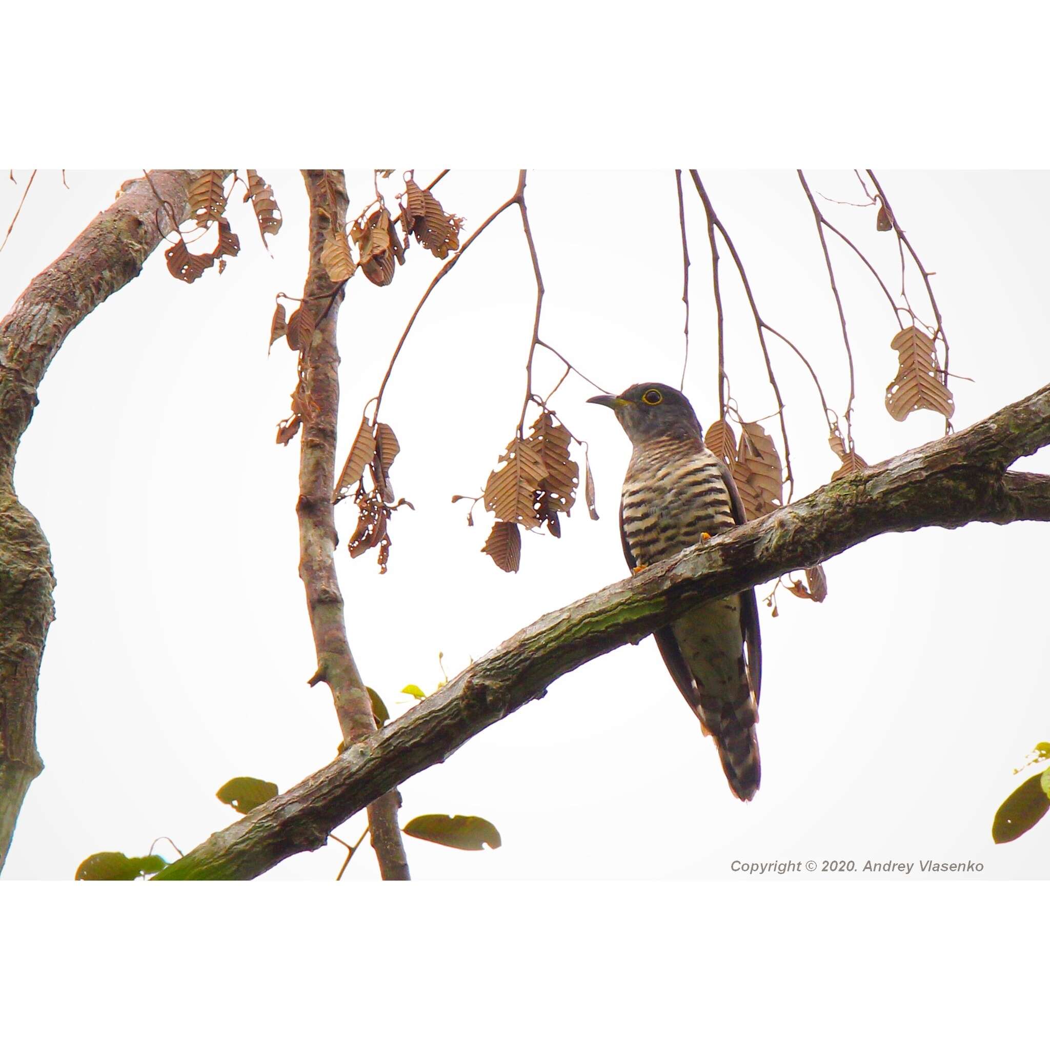 Image of Indian Cuckoo