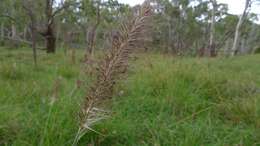 Imagem de Pennisetum alopecuroides