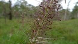 Imagem de Pennisetum alopecuroides