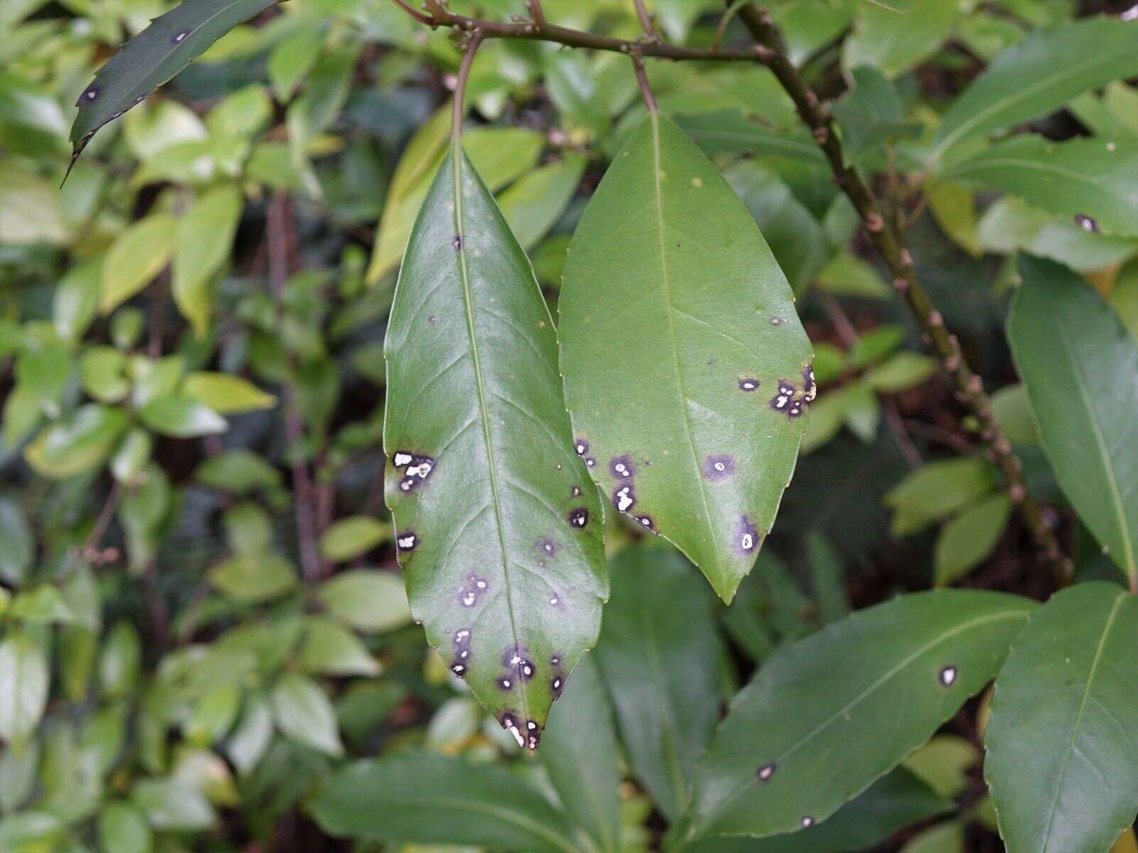 Image of Melicytus macrophyllus A. Cunn.