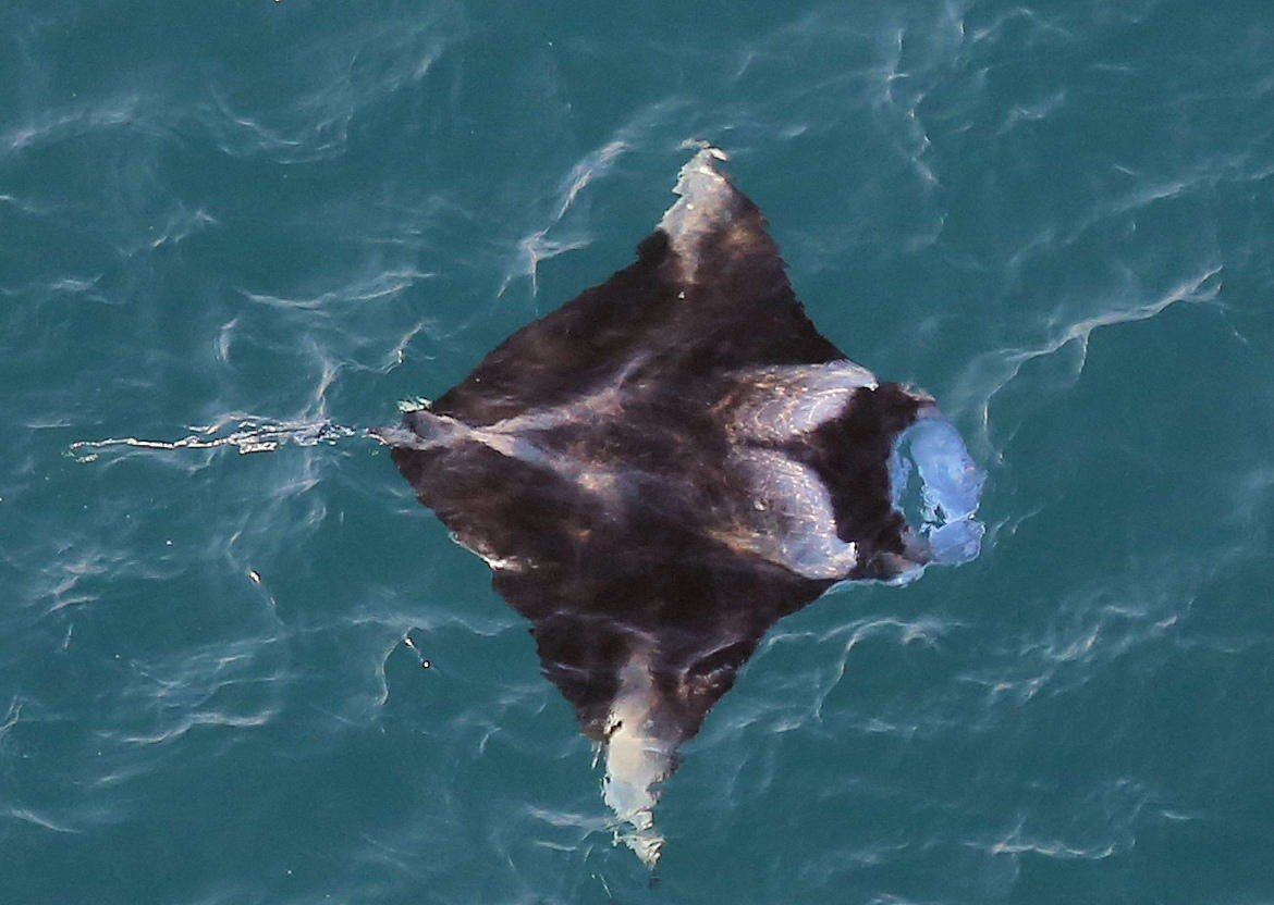 Image of Coastal Manta Ray