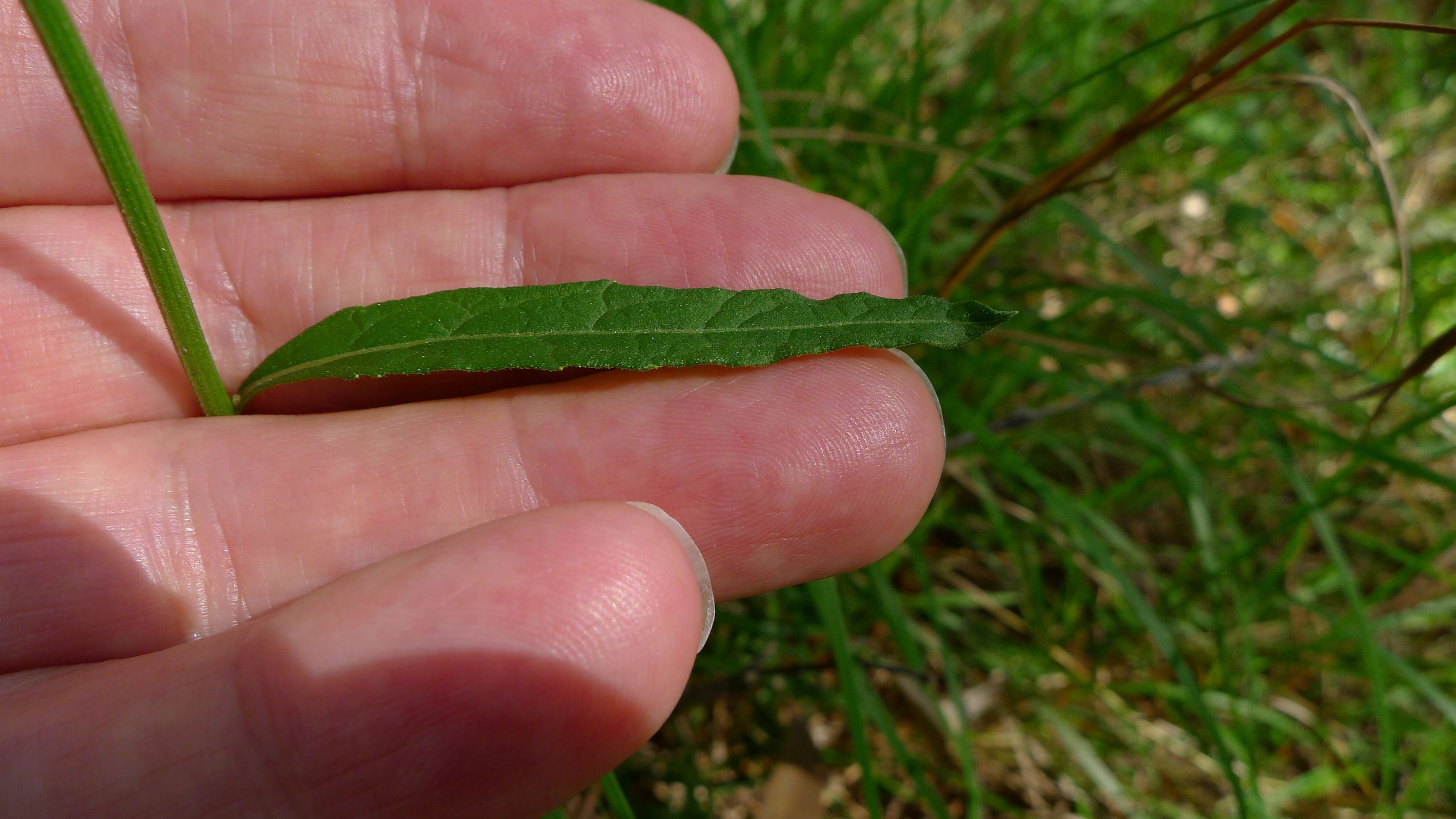Image of ironweed