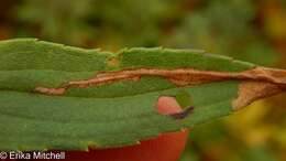 Image of Scrobipalpula sacculicola Braun 1925