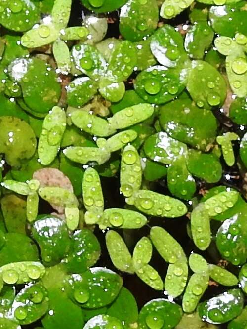 Image of valdivia duckweed