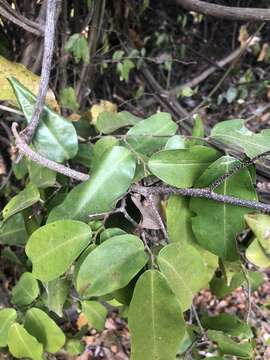 Image of Uvaria lucida subsp. virens (N. E. Br.) Verdc.