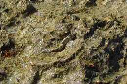 Image of Pallid Rockskipper