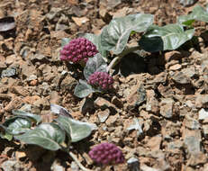 Image of serpentine milkweed