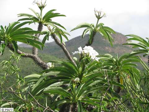 Image of Pachypodium lamerei Drake