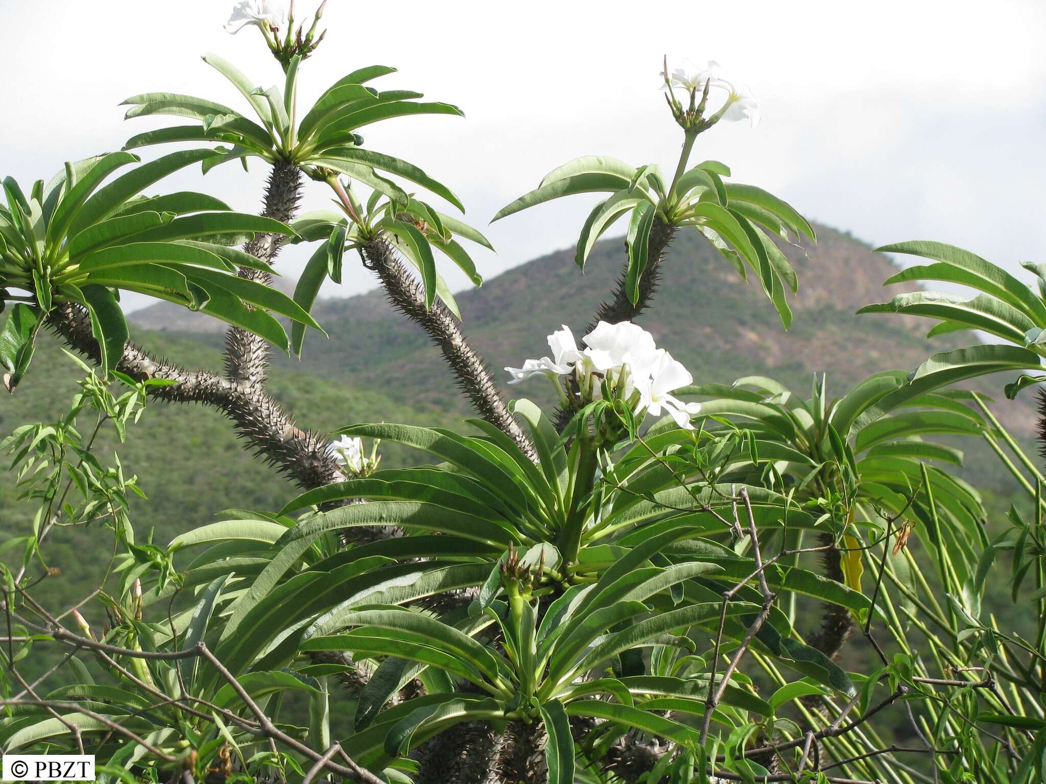 Image de Pachypodium lamerei Drake