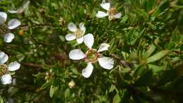 Sivun Leptospermum trinervium (Smith) J. Thompson kuva