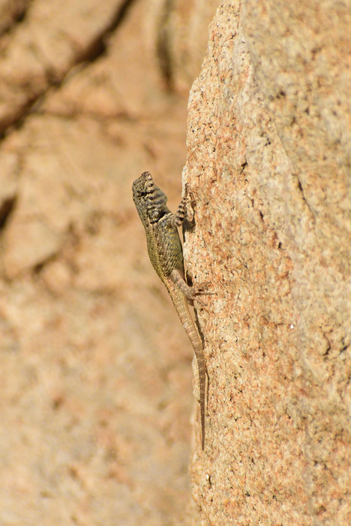 Imagem de Sceloporus pyrocephalus Cope 1864