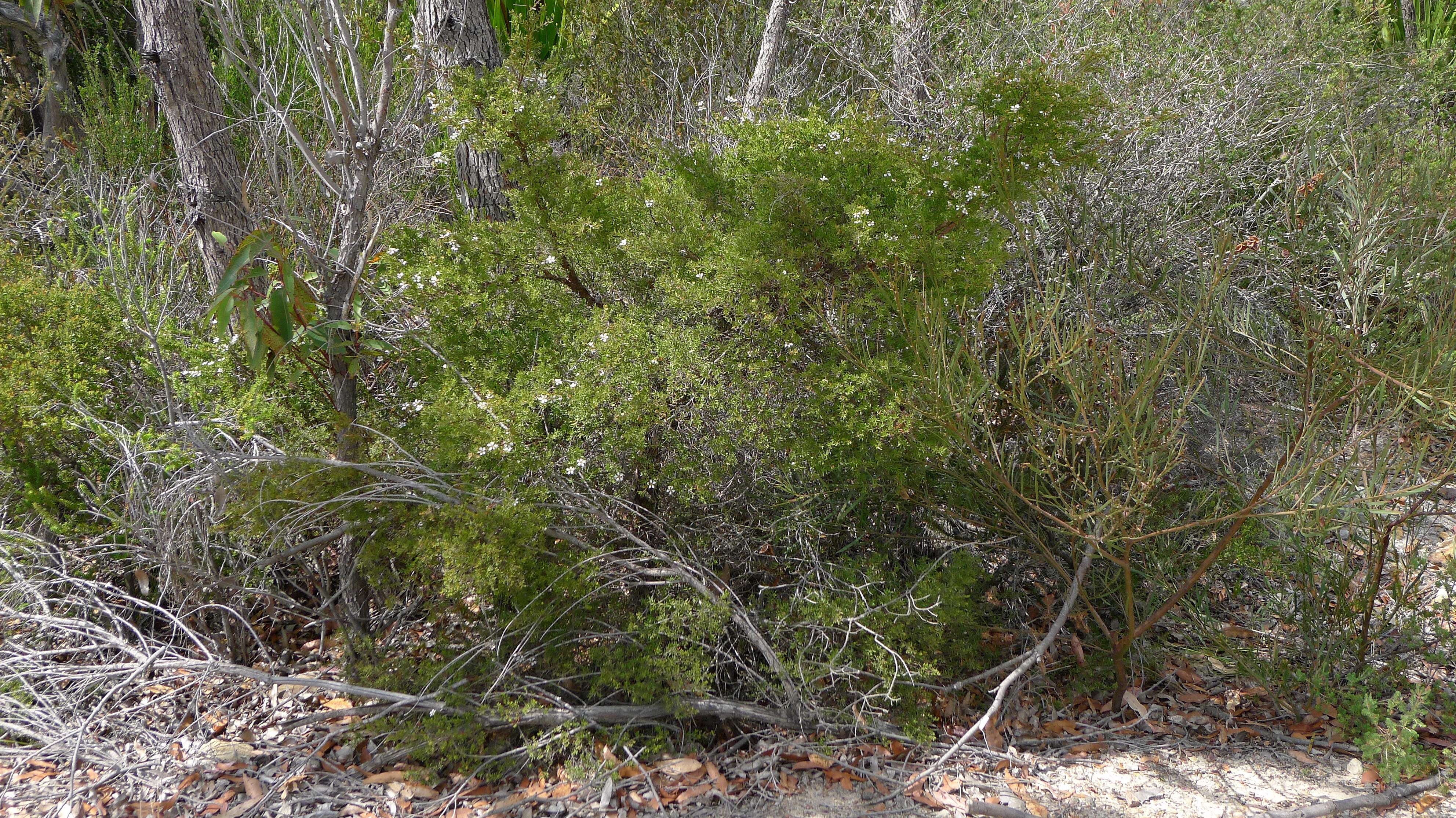 Sivun Leptospermum trinervium (Smith) J. Thompson kuva