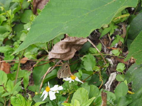 Image of Ypthima formosana Fruhstorfer 1908