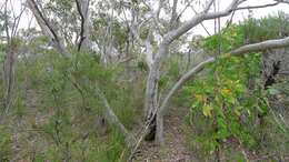 Eucalyptus haemastoma Sm. resmi