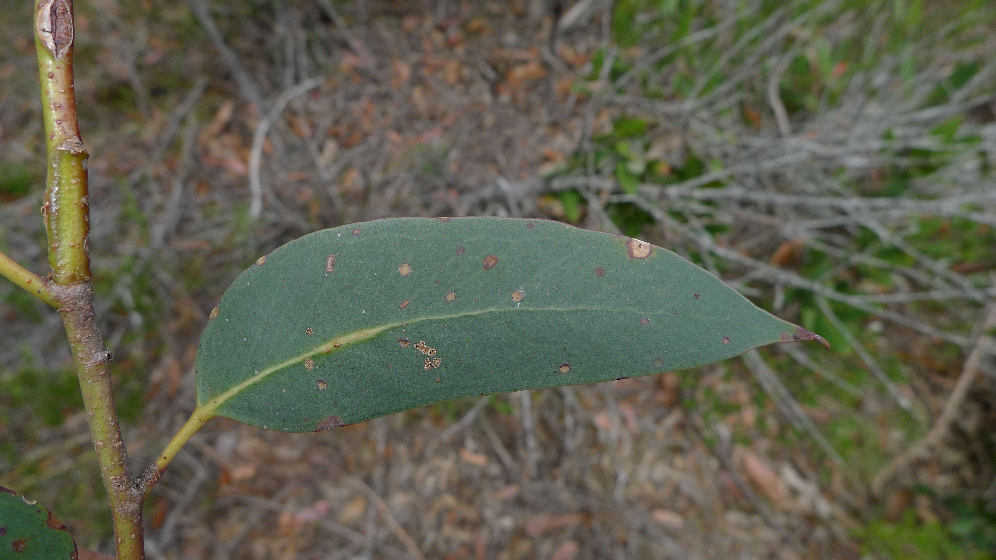 Eucalyptus haemastoma Sm. resmi