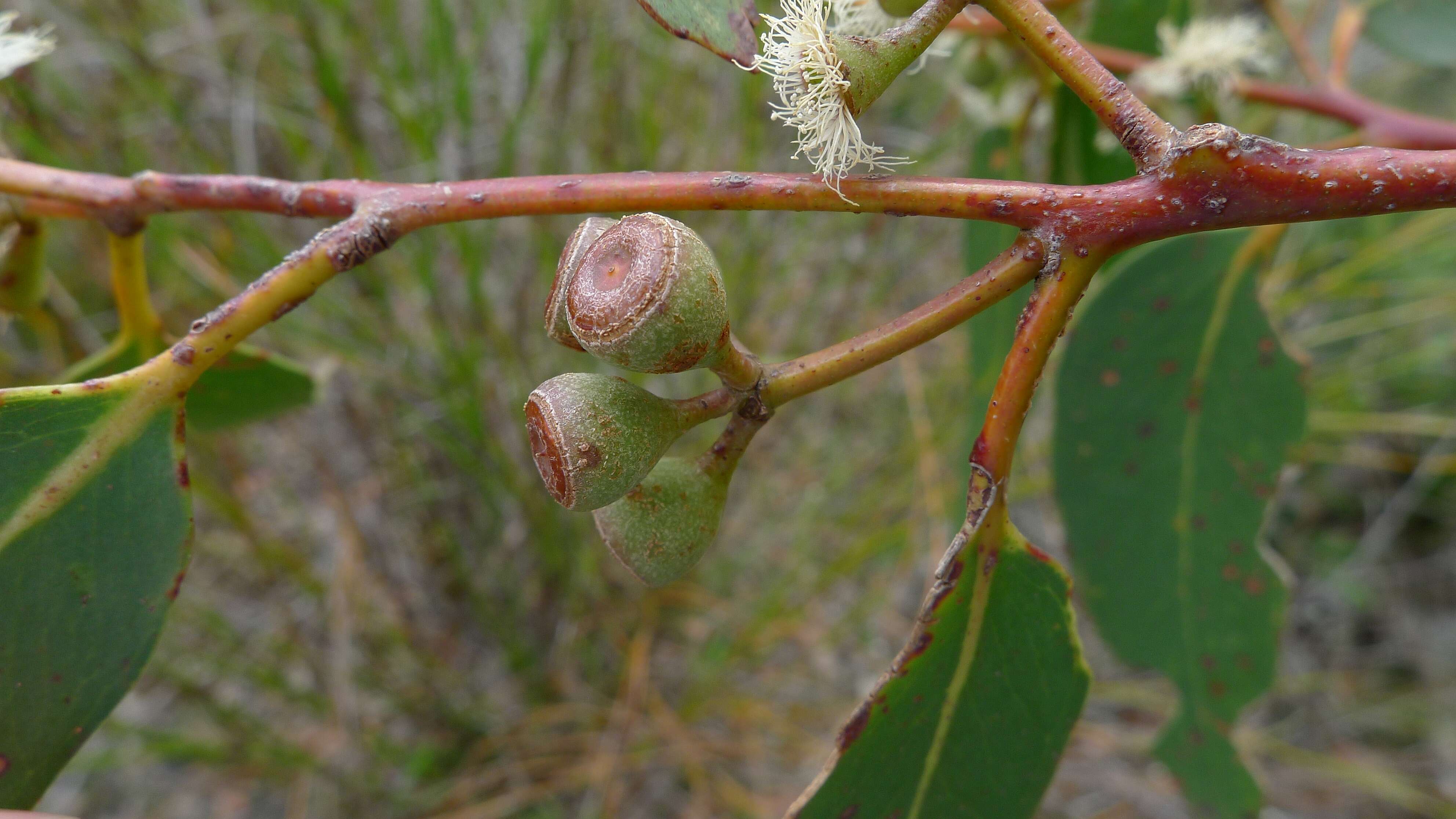 Eucalyptus haemastoma Sm. resmi