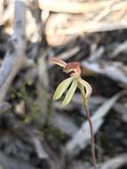 Plancia ëd Caladenia transitoria D. L. Jones