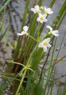 Image of Featherfoil