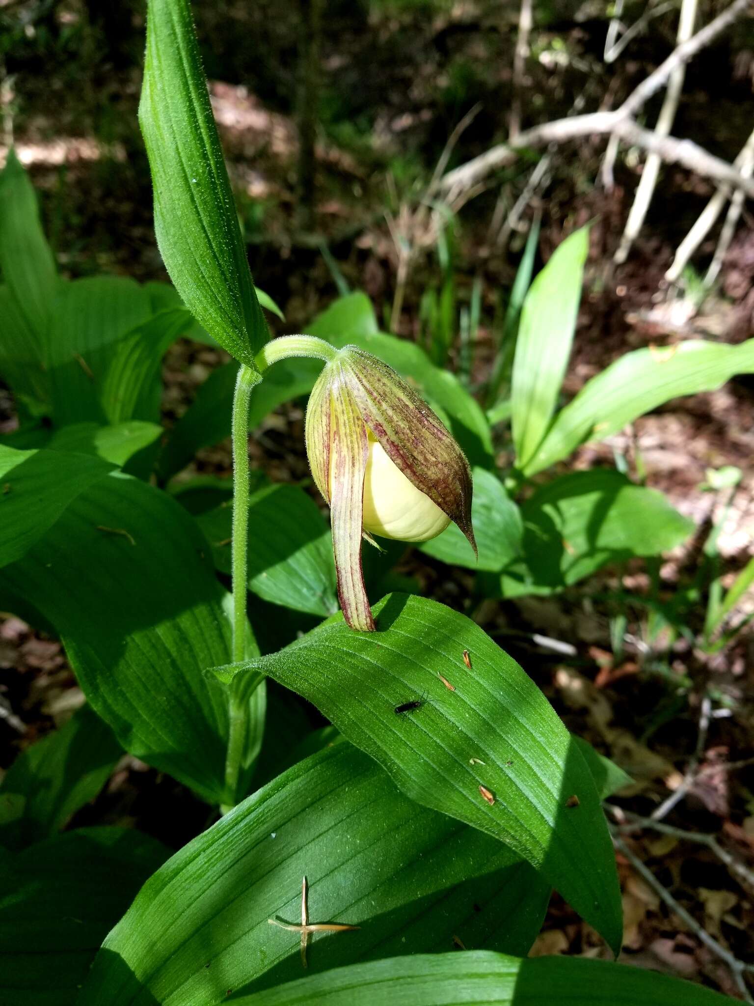 Image of Kentucky lady's slipper