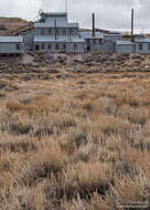 Image of silver sagebrush