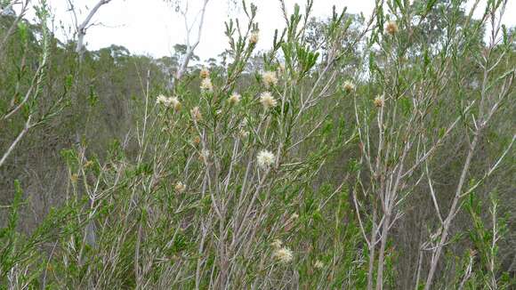 Imagem de Melaleuca parvistaminea N. B. Byrnes