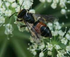 Plancia ëd Andrena rosae Panzer 1801