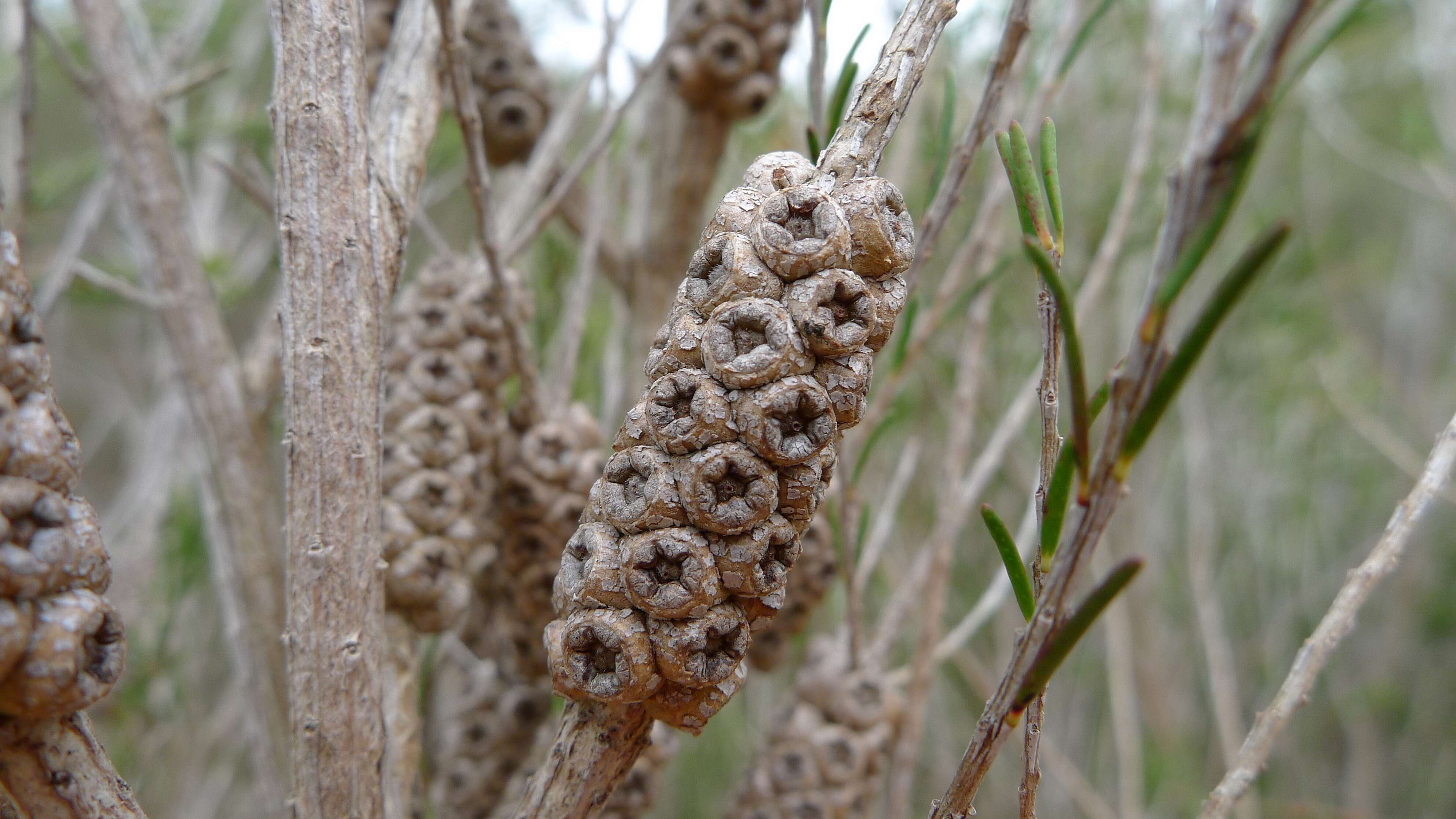 Imagem de Melaleuca parvistaminea N. B. Byrnes