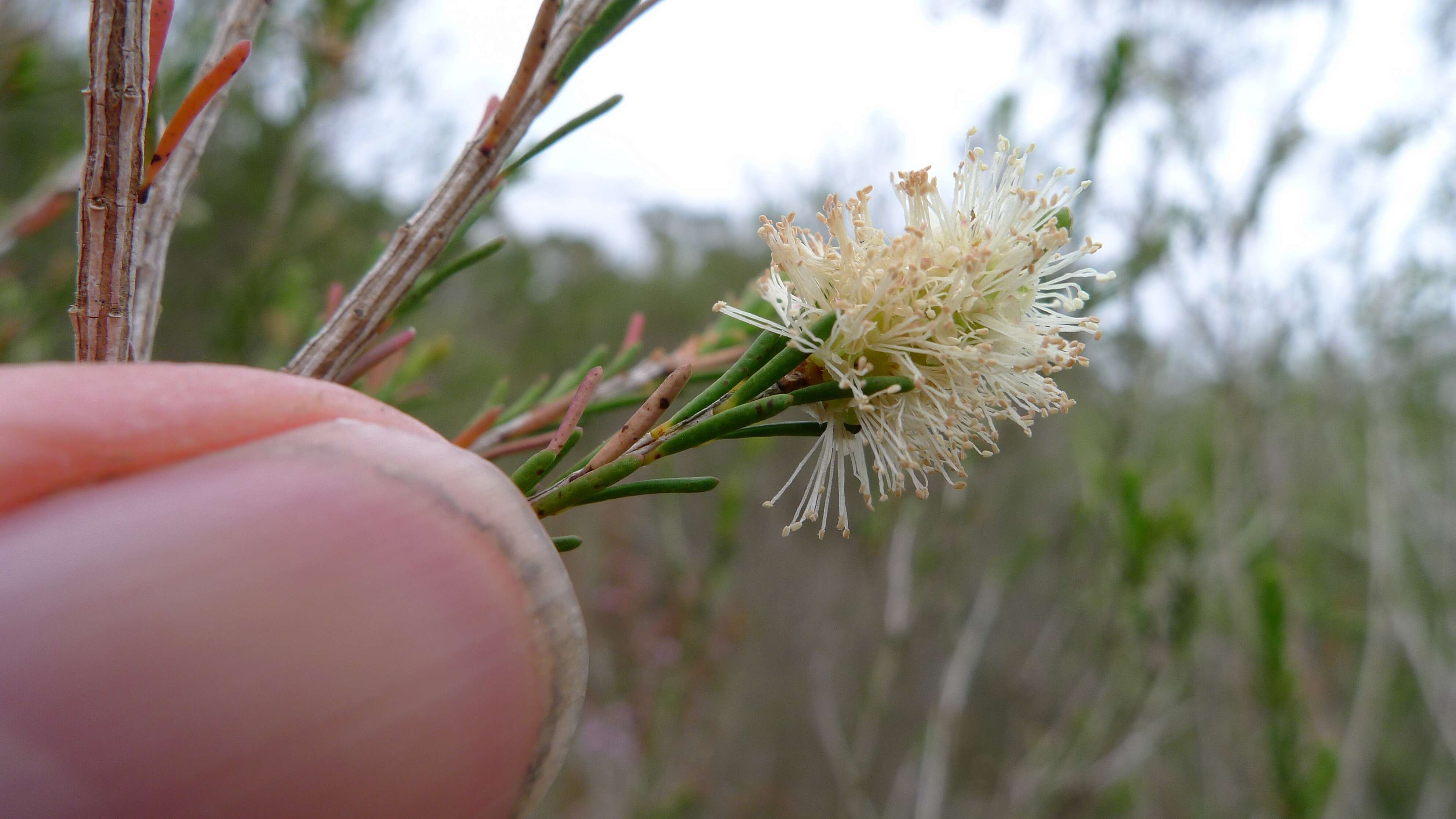 Imagem de Melaleuca parvistaminea N. B. Byrnes