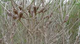 Imagem de Melaleuca parvistaminea N. B. Byrnes