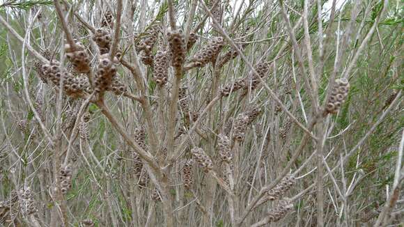 Imagem de Melaleuca parvistaminea N. B. Byrnes