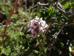 Plancia ëd Arjona patagonica Homb. & Jacquinot ex Decne.