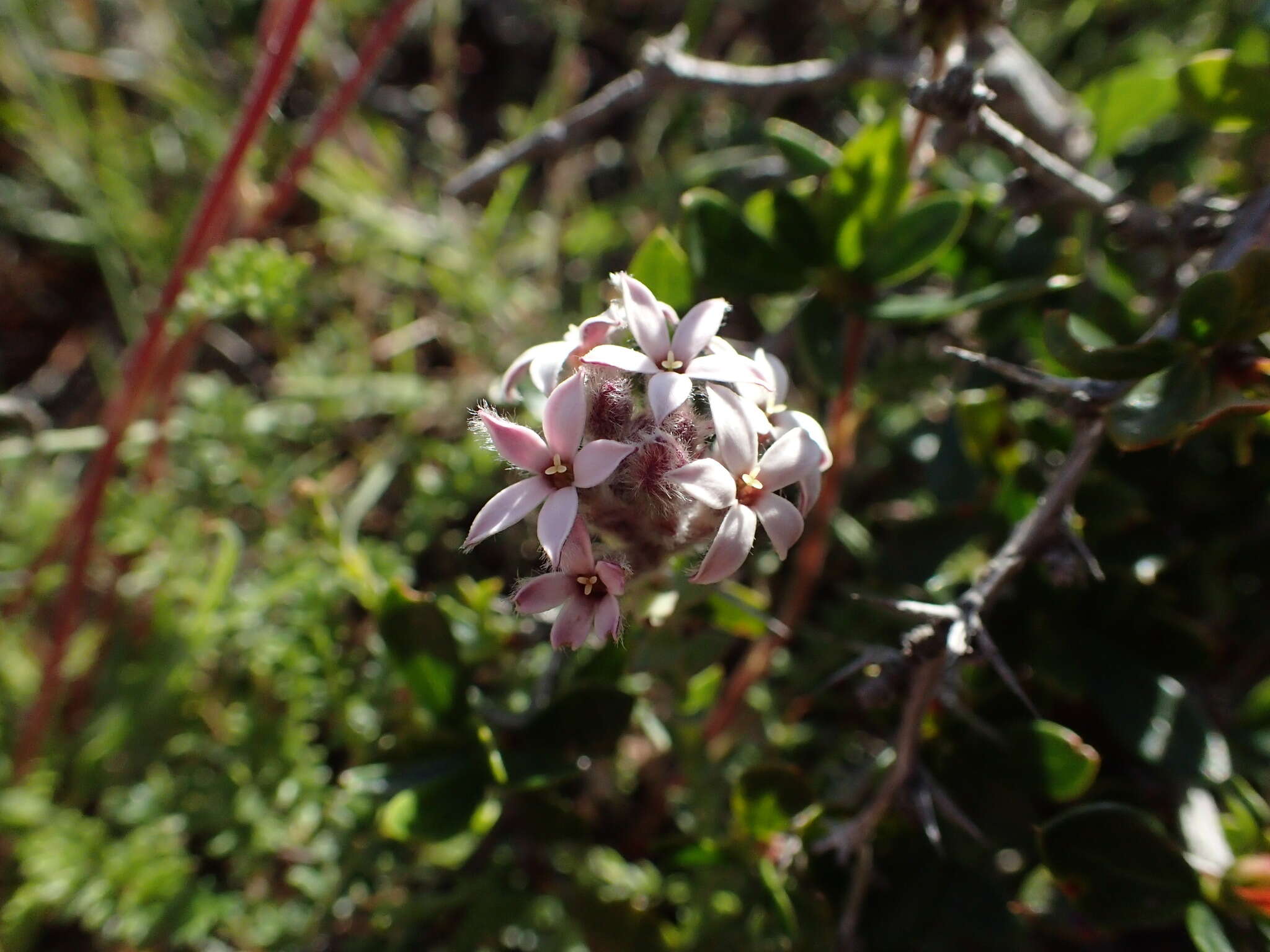 Plancia ëd Arjona patagonica Homb. & Jacquinot ex Decne.