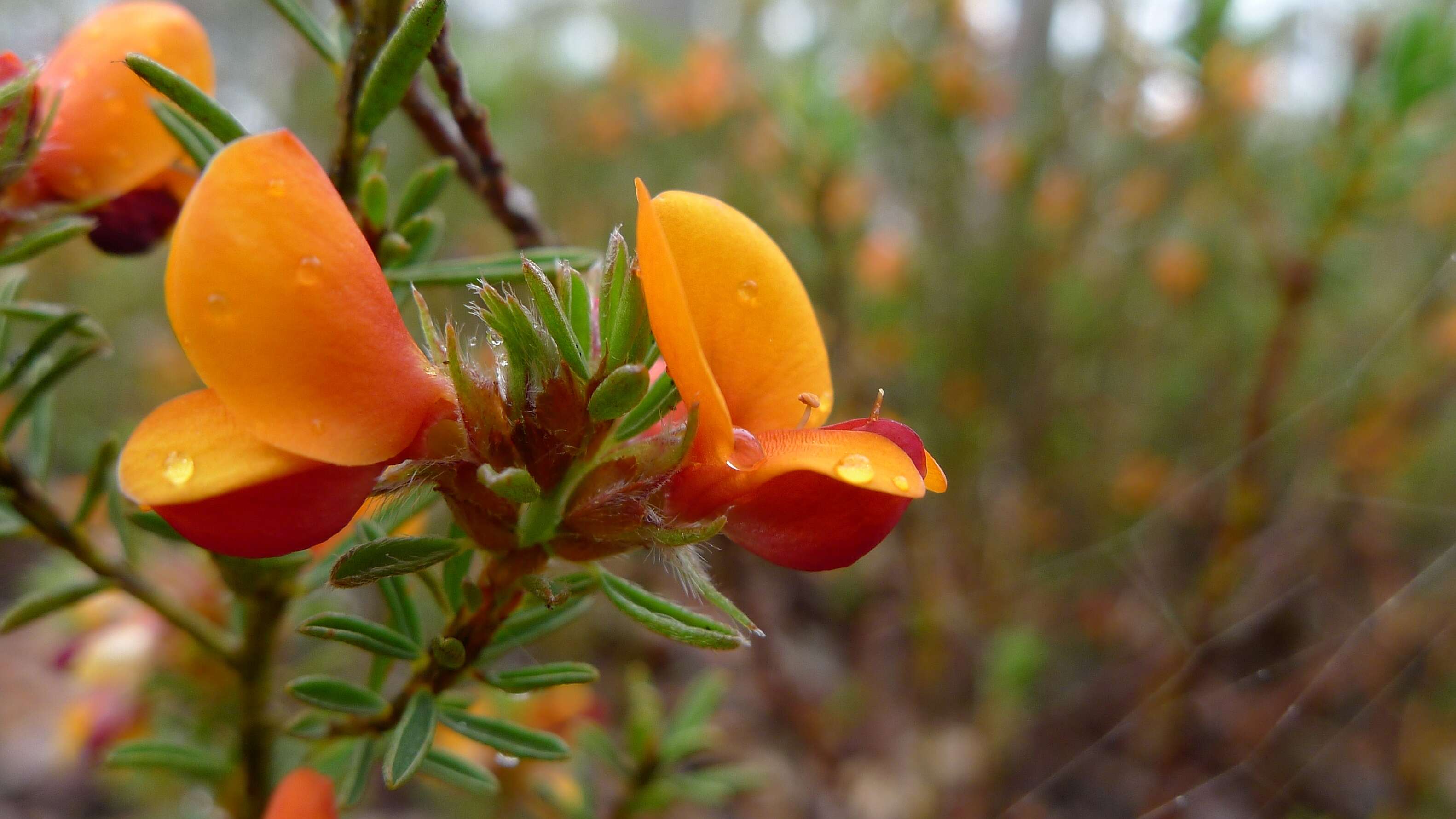 Image of Pultenaea tuberculata