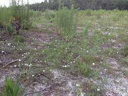 Image of coastal plain dawnflower