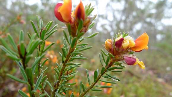 Image of Pultenaea tuberculata