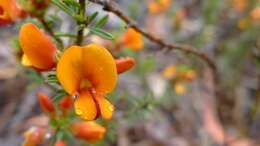 Image of Pultenaea tuberculata